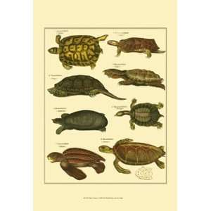  Oken Tortoise   Poster by Oken (13x19): Home & Kitchen