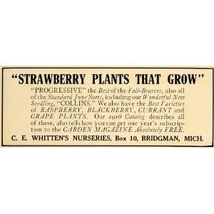   Nurseries Strawberry Plants Sale   Original Print Ad