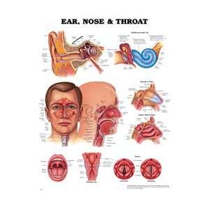   Chart Anatomical Ears, Nose, Throat 20x26 Ea by, Anatomical Chart 