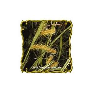  Sallow Sedge (Carex lurida) Jumbo Wild Grass Seed Packet 