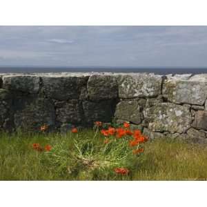  Denmark, Christians Oe Island, Poppy Flowers Granite Wall 