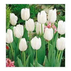  Tulip   Triumph   White Dream Patio, Lawn & Garden