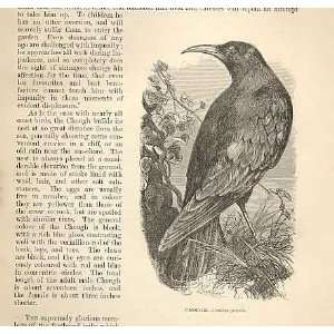  Chough 1862 WoodS Natural History Bird Engraving