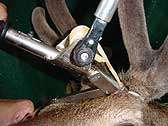   Antler Bander Deer Antelope Elk Humane Natural Drug Free *SALE  