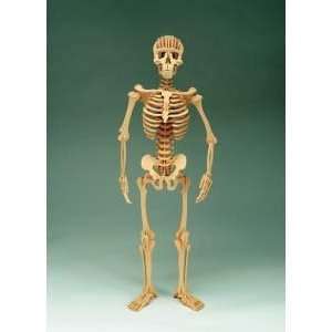 Hugh the Human Skeleton Kit:  Industrial & Scientific