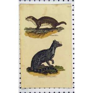  C1811 Weasel Malacca Cats Natural History Engraving