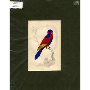  Indian Lory Hand Coloured Bird Print C1800
