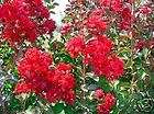 Lagerstroemia indica Dynamite Red Crepe Myrtle