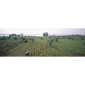 Farmer on a Tractor in a Vineyard, Barbaresco Docg, Piedmont, Italy by 