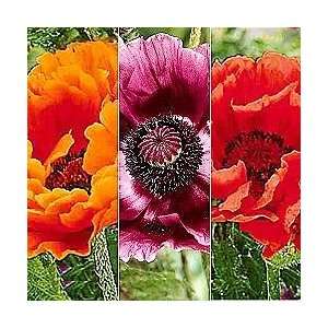 Oriental Poppy Collection