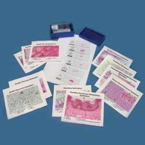 Discovering Epithelial Tissues Slide Set  Industrial 