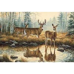 Rosemary Millette   Autumn Reflections   Whitetail Deer 