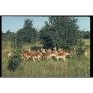   Mammal Canvas Art Impala,Hwange Game Park,Zimbabwe