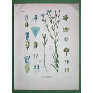 FLAX Plant Flower Linum Usitatissimum   SUPERB Antique Botanical Print 