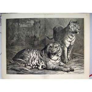  Royal Game Siberian Tigers Growling Ears Back Print: Home 