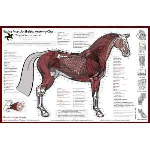  Equine Musculo Skeletal Chart