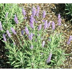   Lavance Lavender   25 Plants   Lavandula   Herb Patio, Lawn & Garden