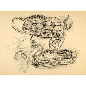   Ernst Denzler Snakes Mouse   Original Halftone Print