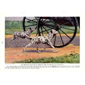  1943 Dalmation Non Sporting Dogs Walter A Weber Vintage 