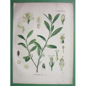 COCA Plant Cochuca Erythroxylon Coca   SUPERB Antique Botanical Print 