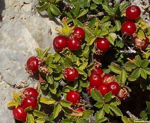 Dwarf Alpine Cherry, Prunus prostrata, Seeds (Ground Cover)  