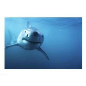  Great White Shark Poster (24.00 x 18.00)