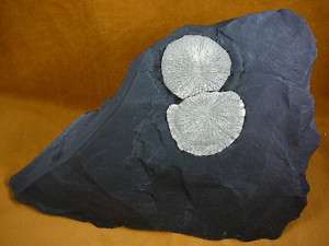 R541 3) two Pyrite suns disc dollar mineral coal matrix Fools Gold 