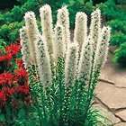   Great Dried Flower ★ Drought Tolerant ★ 25+ Seeds