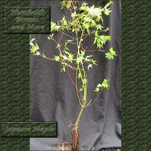 Japanese Maple Bare Root Tree From Seed Great Tree for both Specimen 