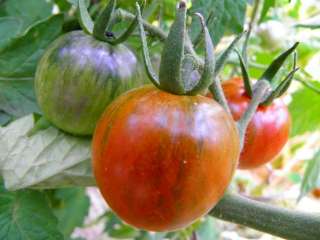Blue Tiger   striped tomato is a beautiful variation on the blue 