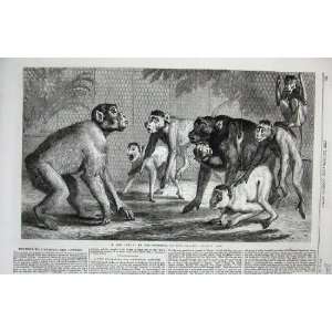  Zoological Society Garden Regent Park 1868 Monkeys