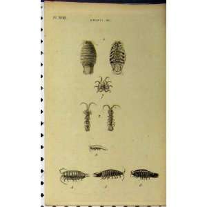  Shell Fish C1810 Sea Life Natural History Engraving