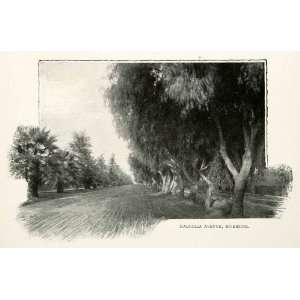  1902 Print Tree Magnolia Avenue Riverside California Palm 