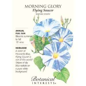  Flying Saucer Morning Glory Seeds   1.5 grams: Patio, Lawn 