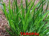 HERB GARLIC CHIVES 10 BARE ROOT PLANTS Allium tuberosum  