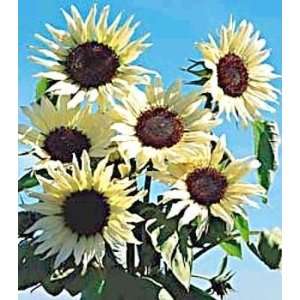  Moonshadow Sunflower 25 Seeds   WHITE Patio, Lawn 