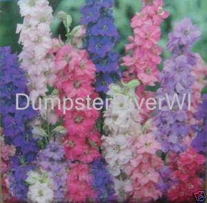 Imperial Giant LARKSPUR 155+ Seeds Mix colors Bouquet  