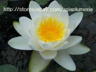 10 LIVE GLADSTONE WATER LILY PLANTS BULB LOTUS +FreeDoc  