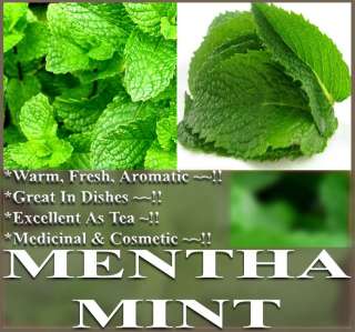   MENTHA SEEDS Medicinal Cosmetic FRAGRANT & WARM ~ Great Tea  