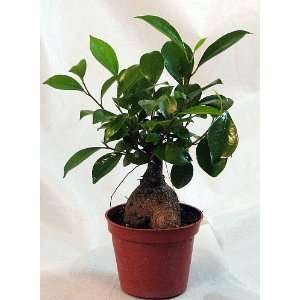  Imported Chinese Ginseng Ginger Ficus Pre Bonsai Tree   4 