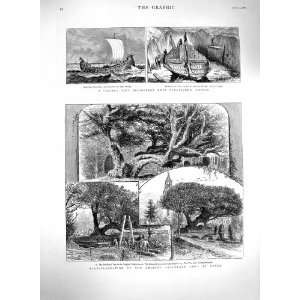 1880 Buckland Yew Tree Dover Viking Ship Norway Print  