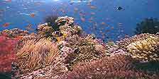 Korallenriff Aquarium in HD   Die Unterwasserwelt der Fidschis Blu ray 