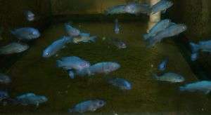 Live Tropical Freshwater Fish  2 Blue ZebraCichlidx3  