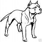 pit bull  