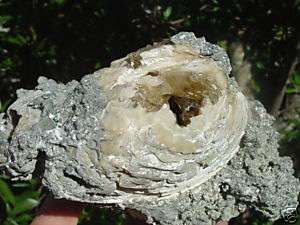 Fossil Amber Calcite Crystals Mercenaria Permagna Clam  