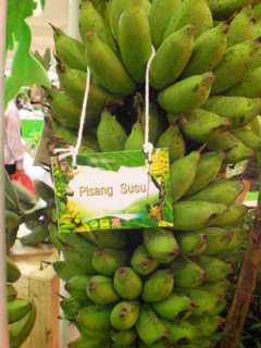 Bulb Musa Pisang Susu, Kluai Nam Nom Banana Plant #  