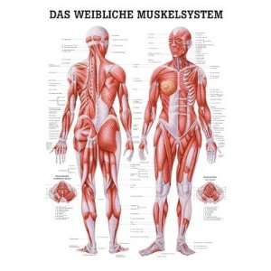 Anatomische Lehrtafel   Das Weibliche Muskelsystem, Tafel 70 x 100 cm 