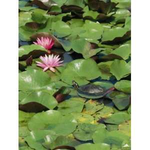  A Painted Turtle Rests on a Water Lily Pad Near Two Pink 