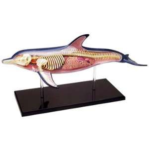 Famemaster 4D Vision Dolphin Anatomy Model: Toys & Games