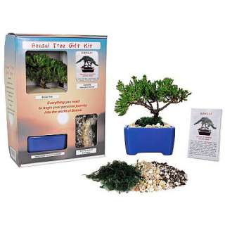 Bonsai Tree Gift Kit plus Live Japanese Juniper Tree  